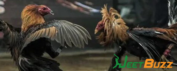 বাংলাদেশ সাবং অনলাইন